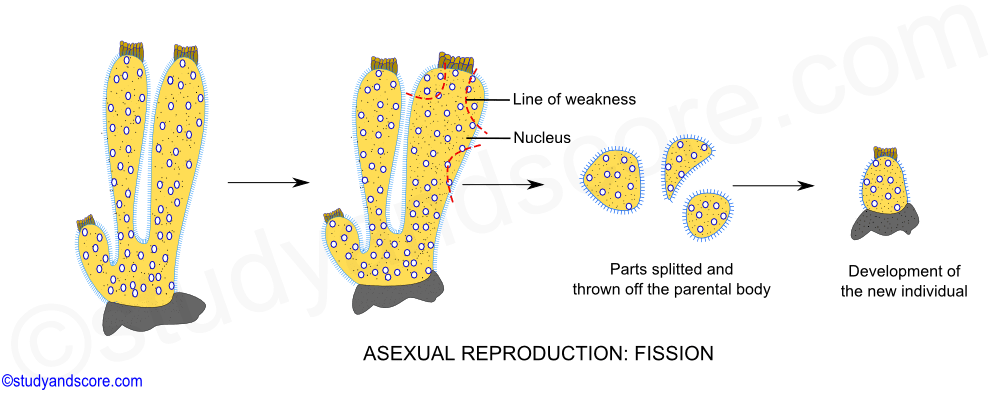 Asexual reproduction in sponges, fission